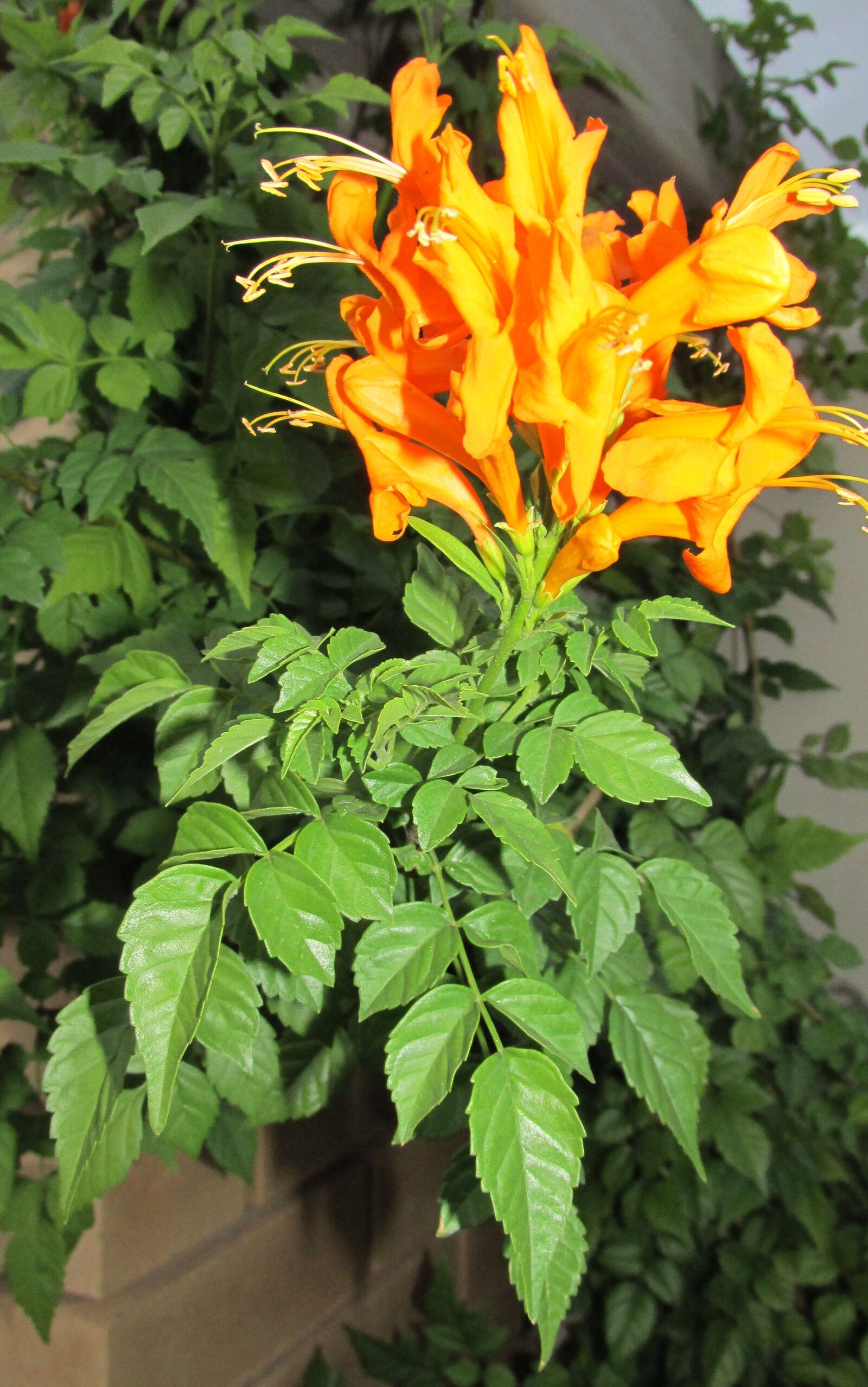 Canon PowerShot SX170 IS sample photo. Flower, orange, tecoma photography