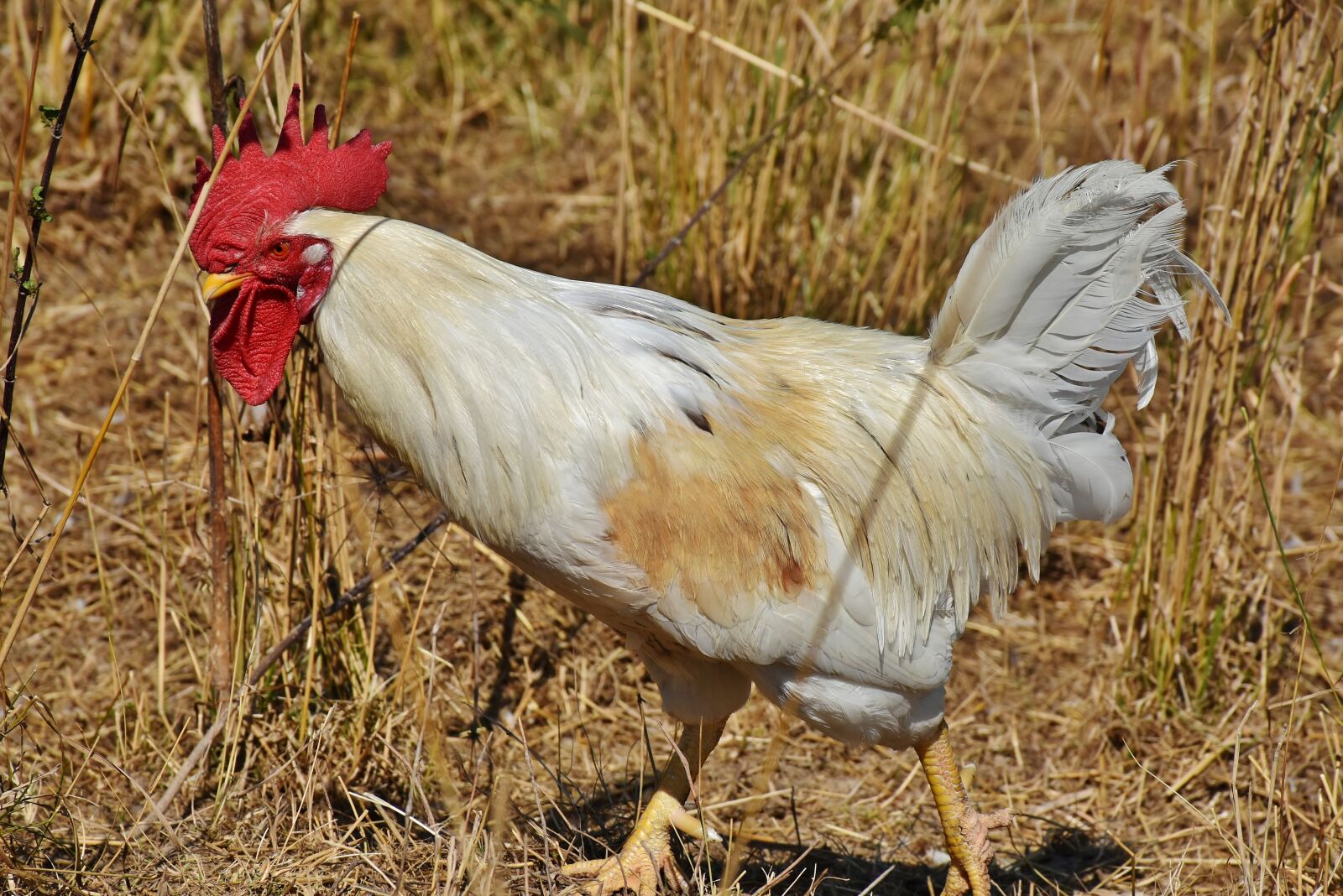 Nikon D7200 sample photo. Hahn, crow, poultry photography