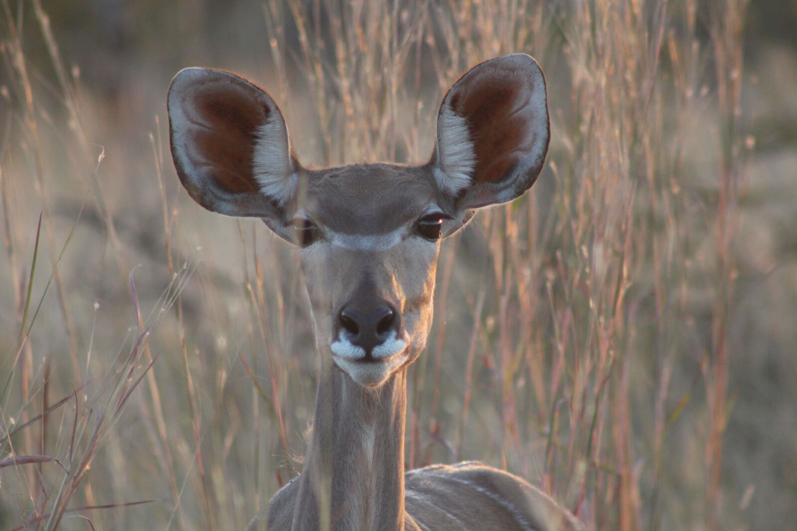 Canon EF 75-300mm f/4-5.6 sample photo. Safari, africa, animal photography
