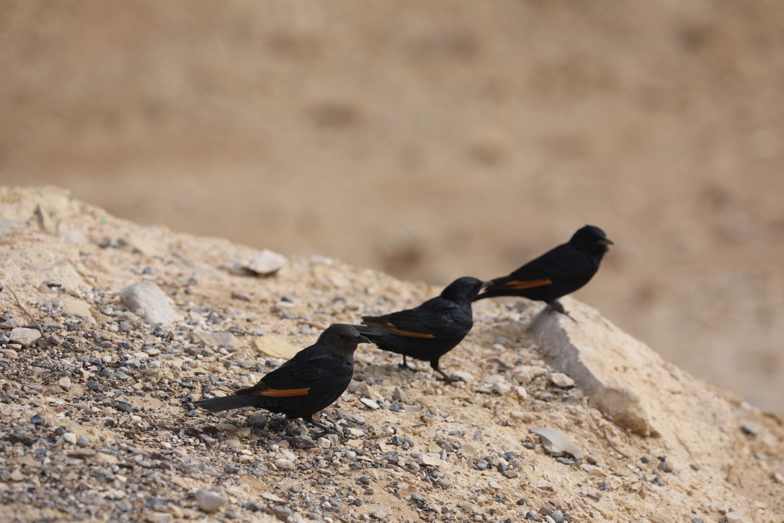Canon EOS 5D Mark IV sample photo. Birds, tree, animal photography