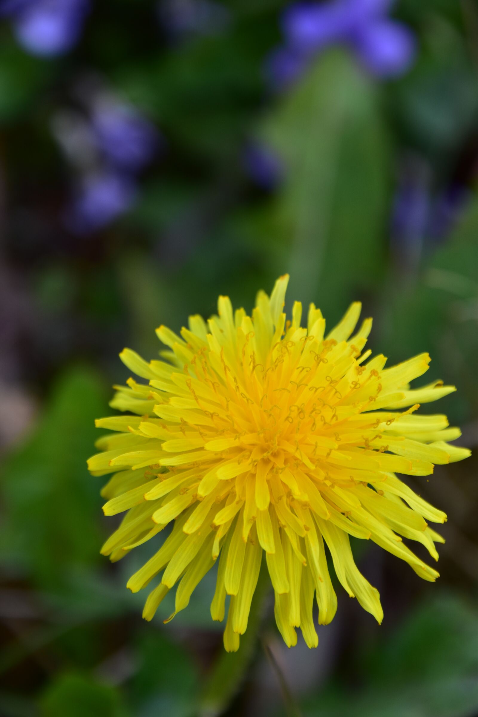 Nikon D5600 sample photo. Flower, dandelion, yellow flower photography