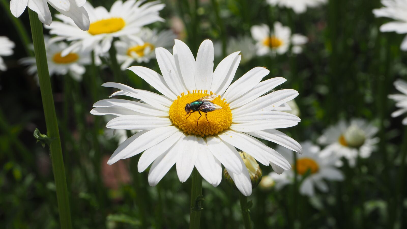Olympus OM-D E-M10 II sample photo. White daisies, white, daisy photography