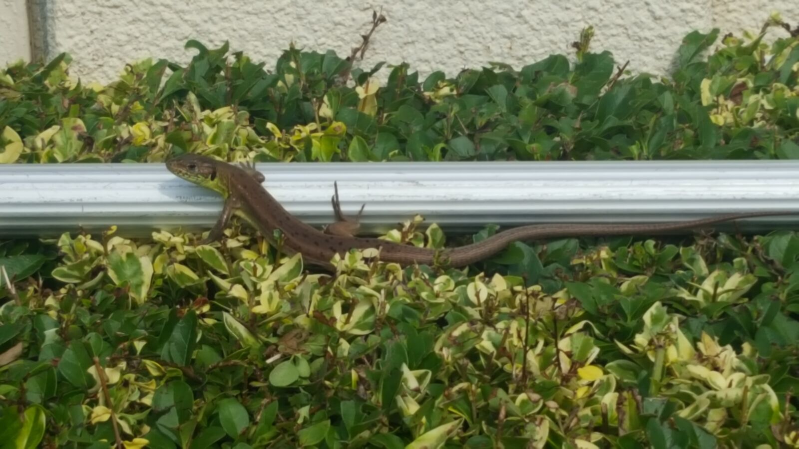 Samsung GALAXY S6 edge sample photo. Lizard, bush, nature photography