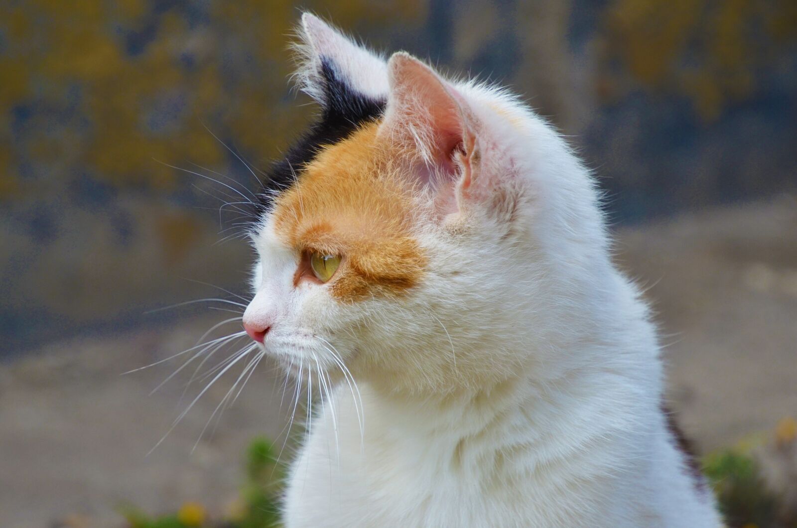 Nikon D7000 sample photo. Cat, portrait, kitten photography