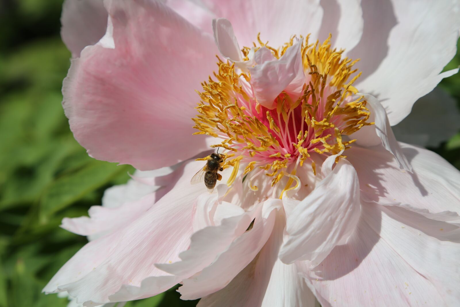Canon EF 24-105mm F4L IS USM sample photo. Chinese, dendritic, peony photography