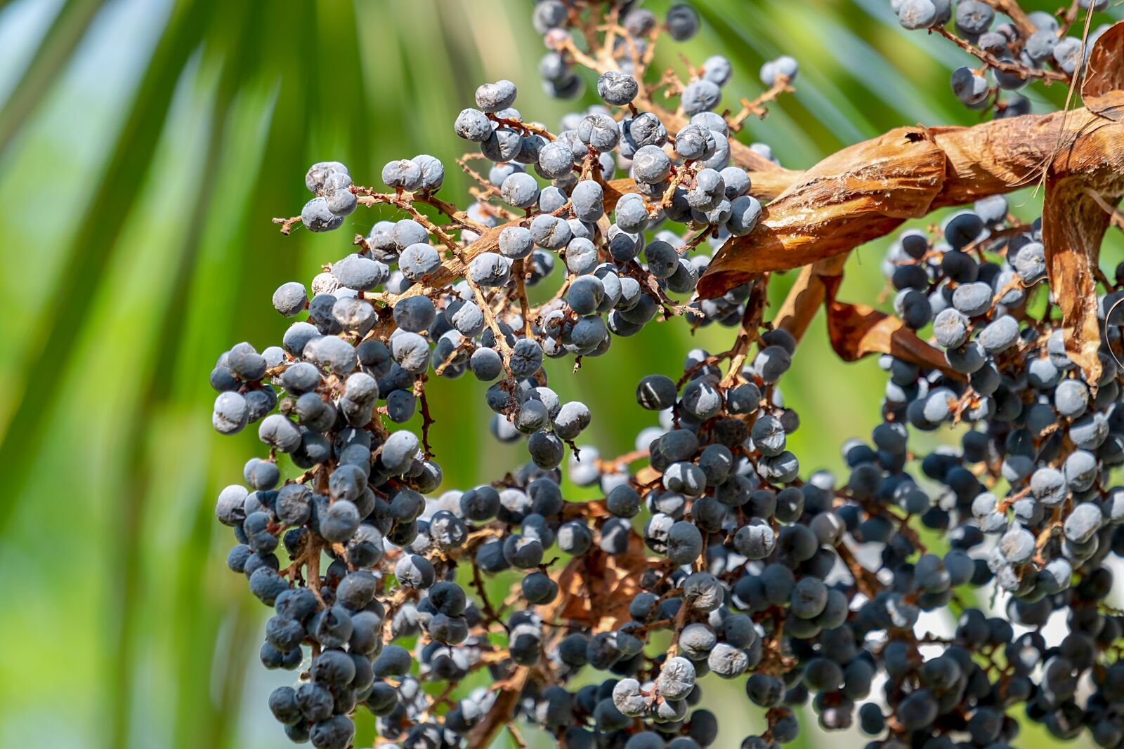 Fujifilm XF 55-200mm F3.5-4.8 R LM OIS sample photo. Palm, hemp palm, umbrella photography