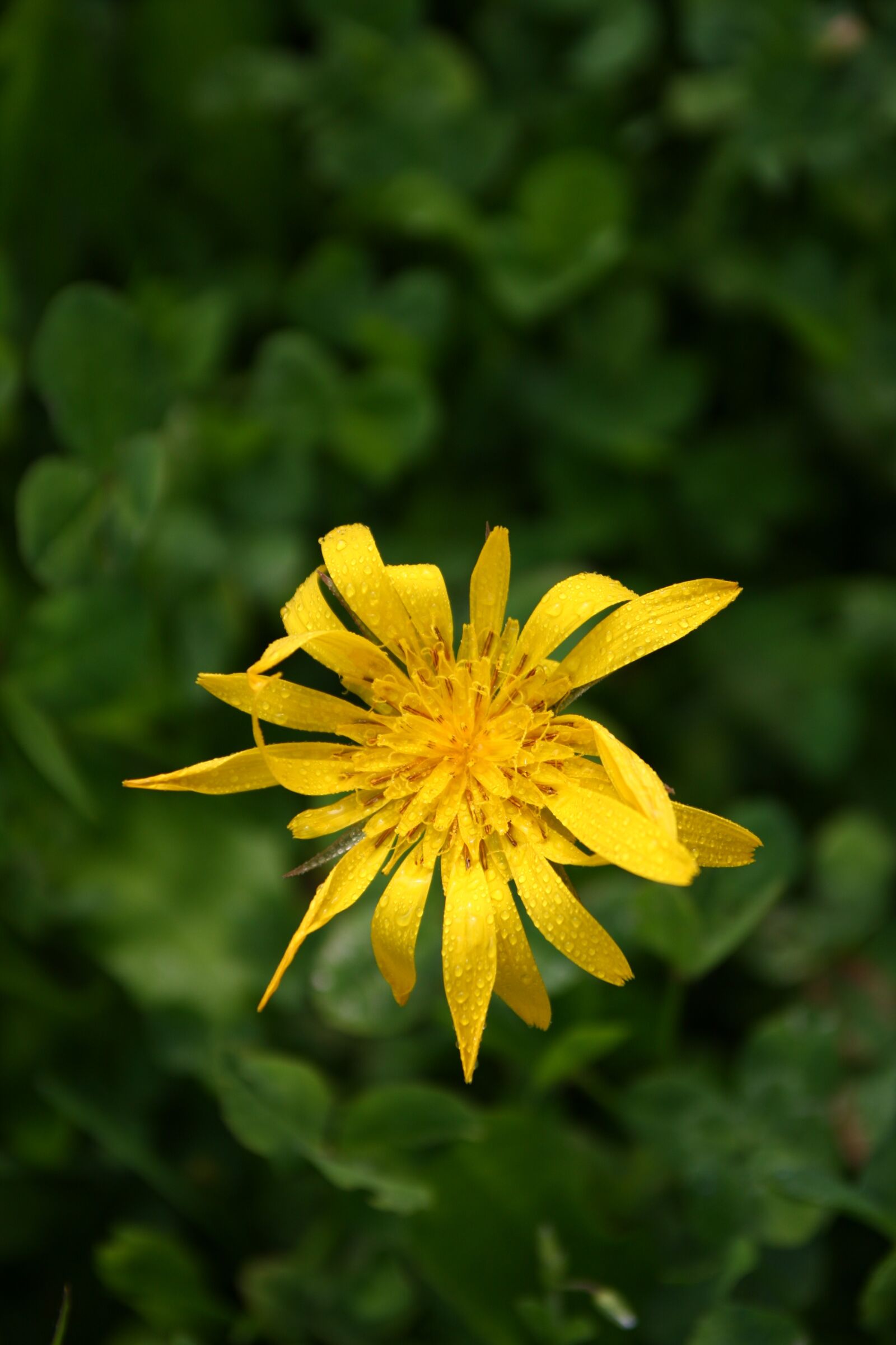 Canon EOS 40D sample photo. Flower, yellow, close up photography