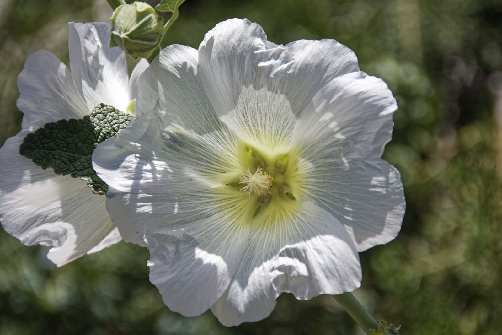 Nikon D500 sample photo. Flower, blossom, bloom photography