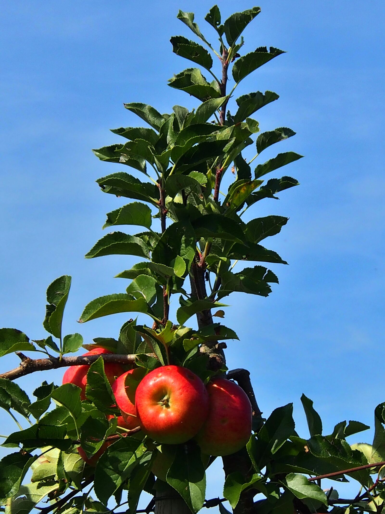 Olympus OM-D E-M5 sample photo. Apple, red, harvest thanksgiving photography
