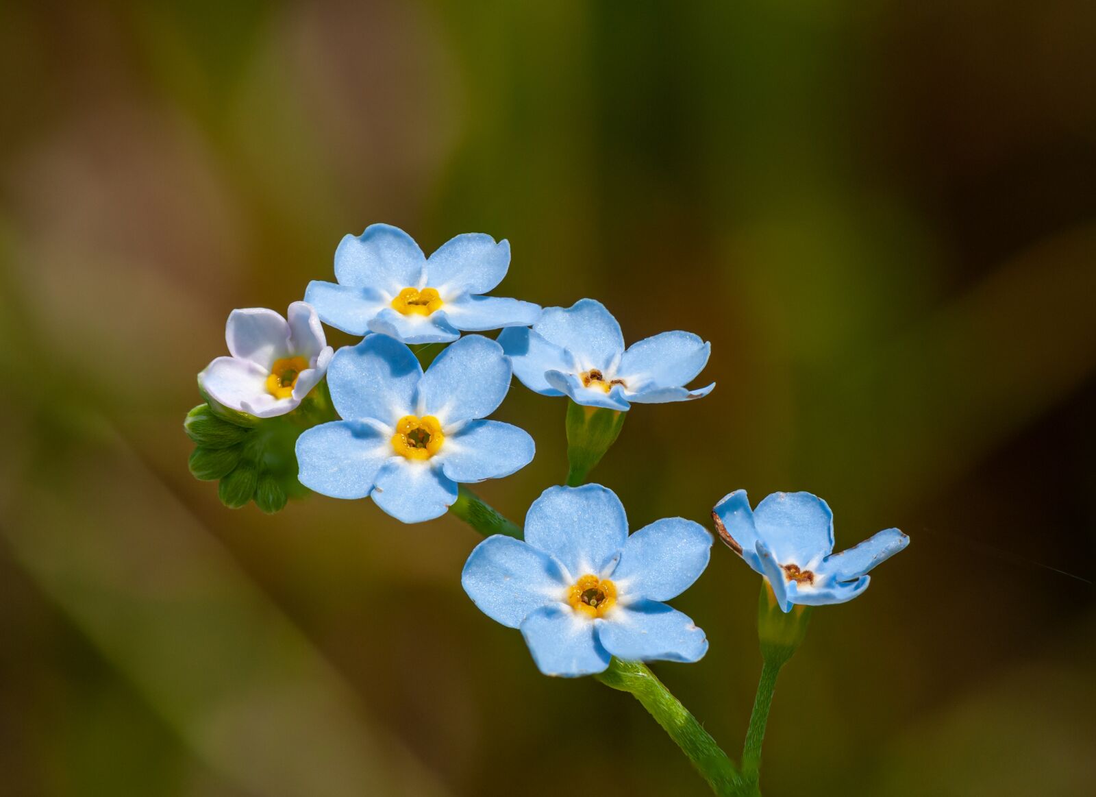 Nikon D300 sample photo. Forget-me-not, flower, blue photography