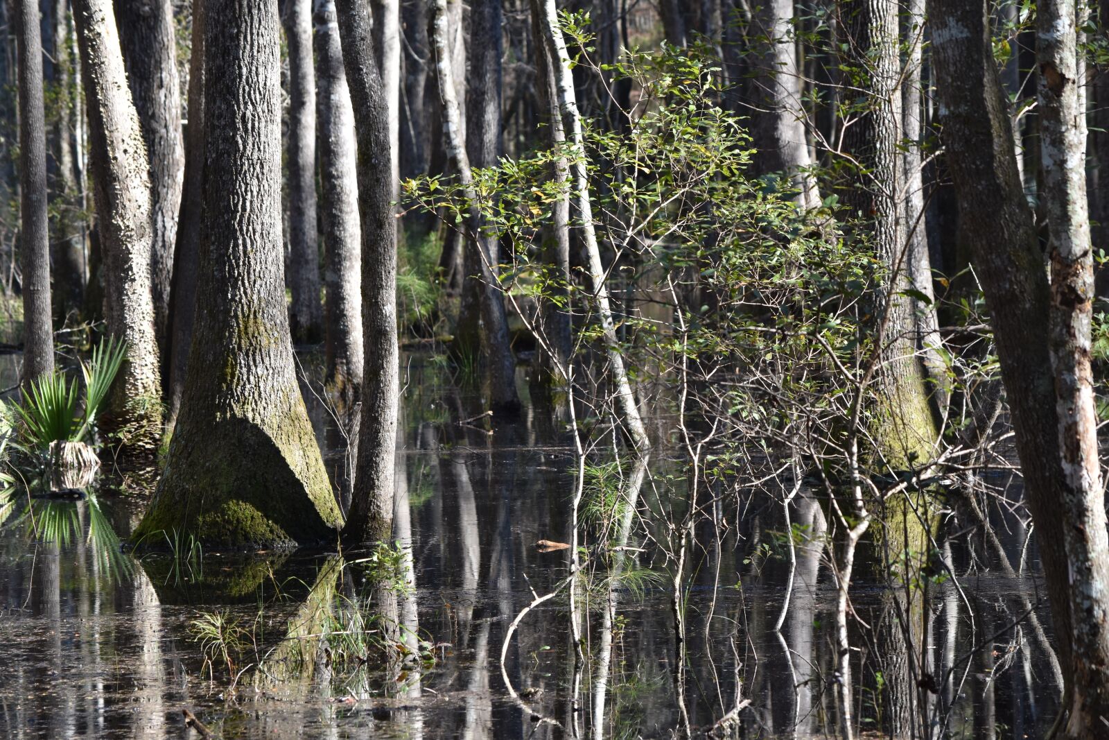 Nikon D5500 sample photo. Wetland, tree, southern photography