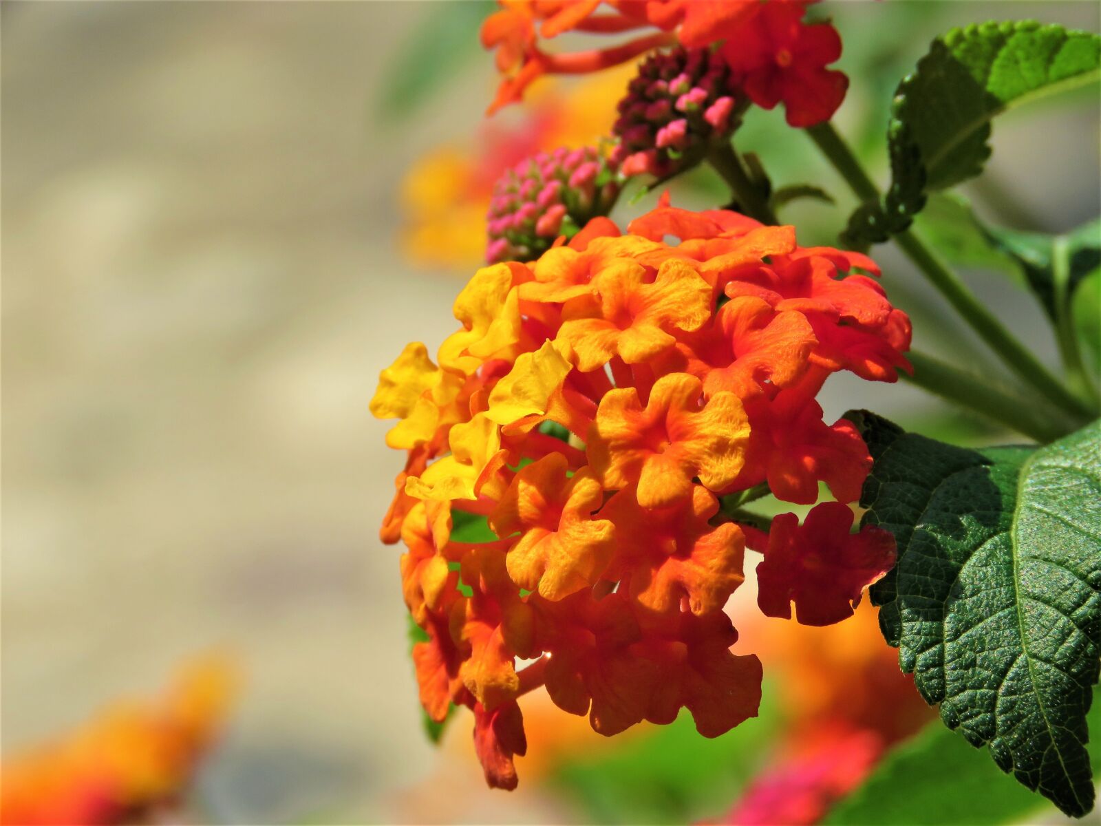 Canon PowerShot SX60 HS sample photo. Lantana, flower, plant photography