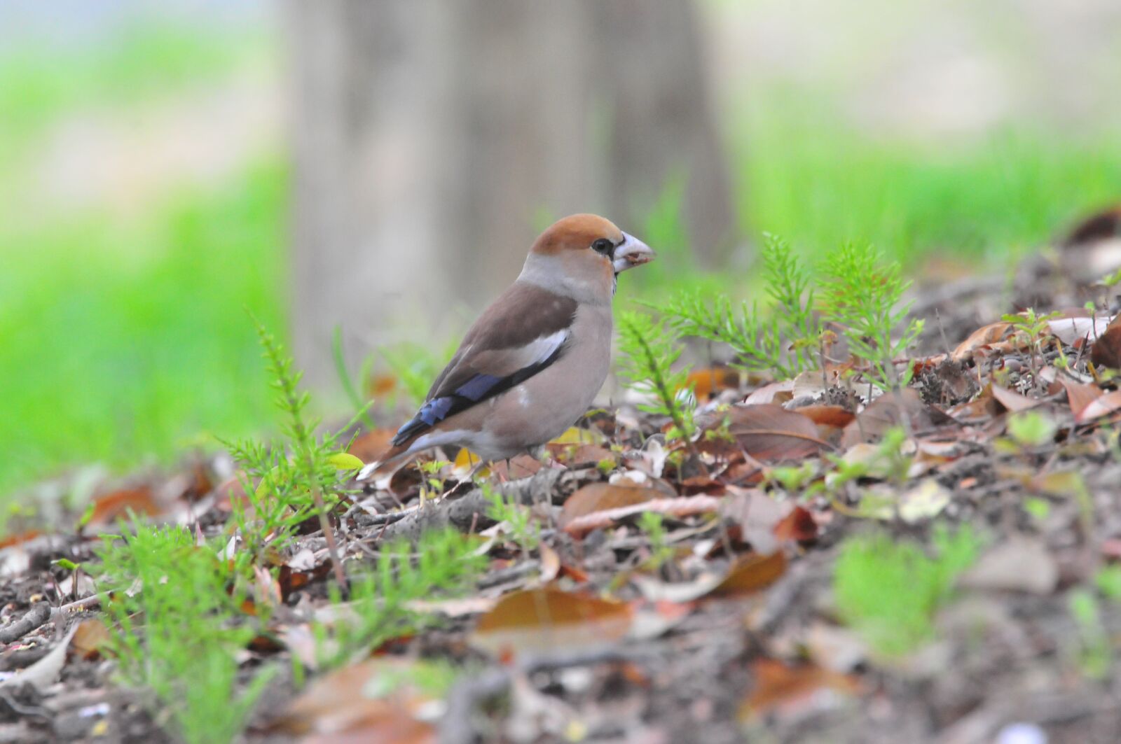 Nikon D300 sample photo. Natural, wild animals, bird photography