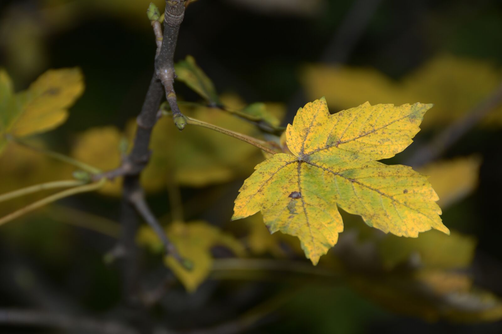 Nikon D7100 sample photo. Maple leaf, maple, leaf photography