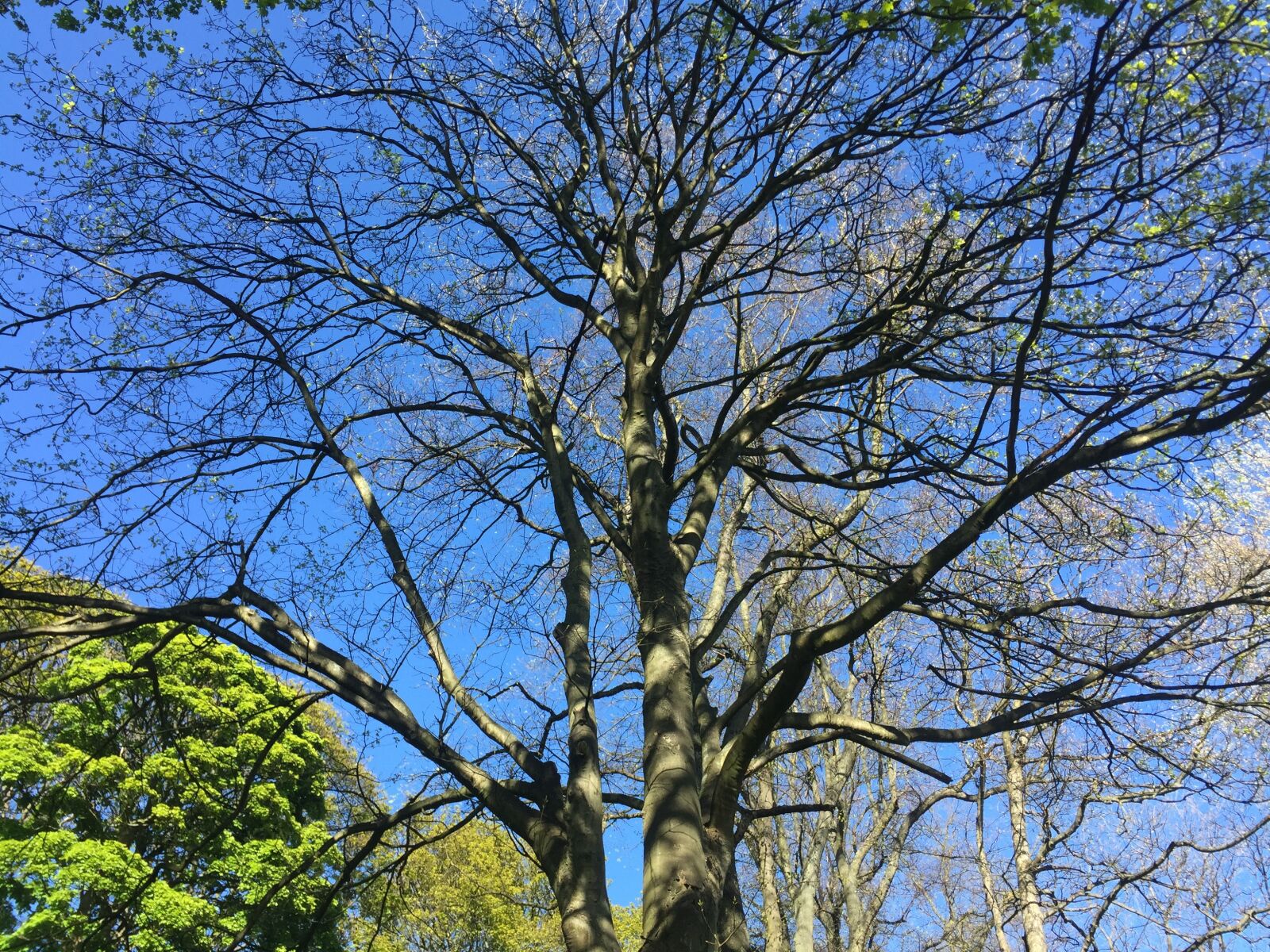iPhone 6 back camera 4.15mm f/2.2 sample photo. Tree, park, nature photography