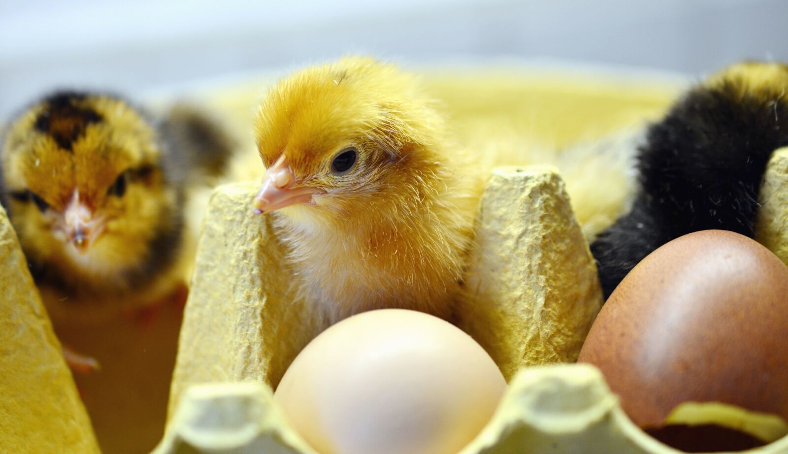 Nikon D5200 sample photo. Chicken, incubator, egg photography