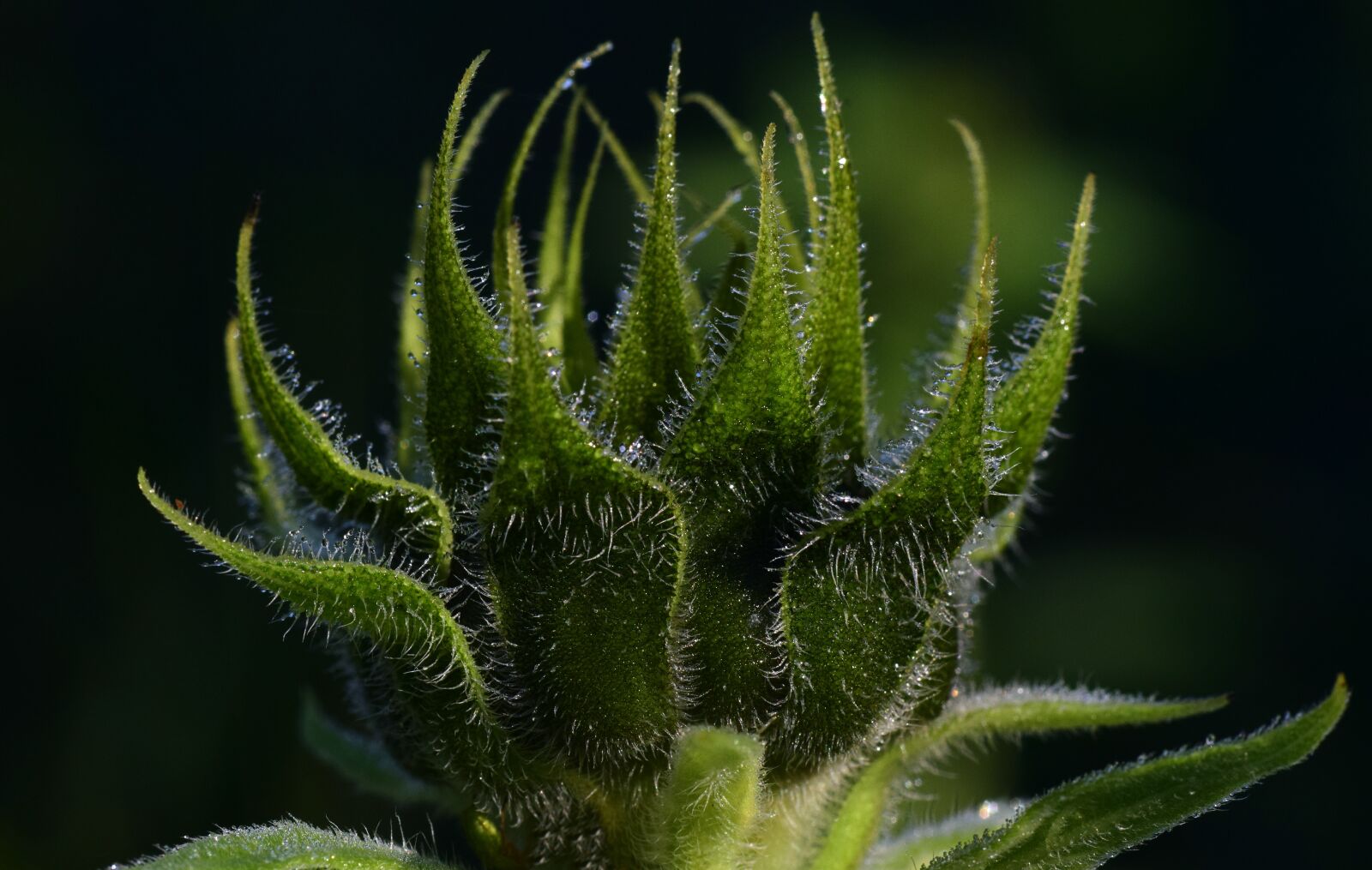 Nikon D3300 sample photo. Sunflower, bud, green photography