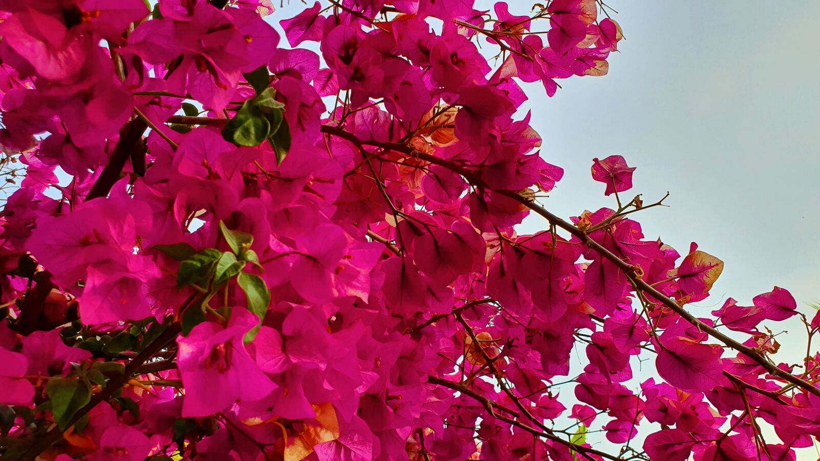 Samsung Galaxy S10e sample photo. Plant, flower, flowers photography