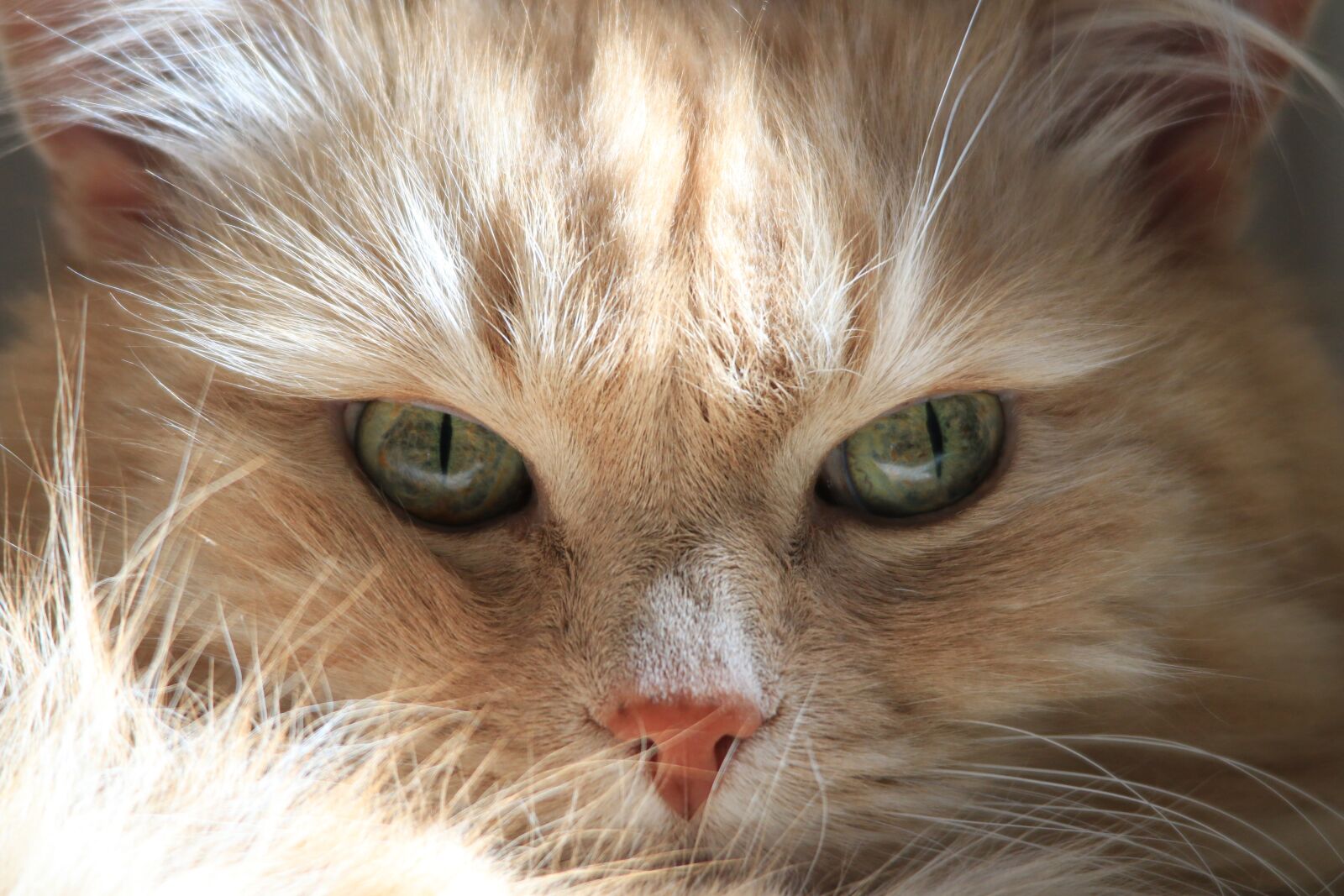 Canon EOS 70D sample photo. Cat, cuddly, cat face photography