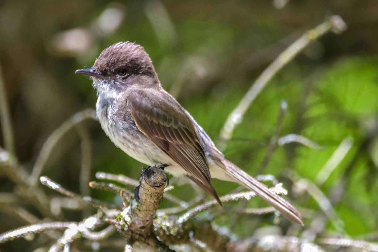 Nikon D3400 sample photo. Bird, eastern phoebe, full-profile photography