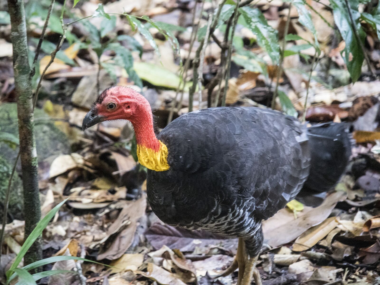 Canon EOS M6 sample photo. Turkey, wild, australia photography
