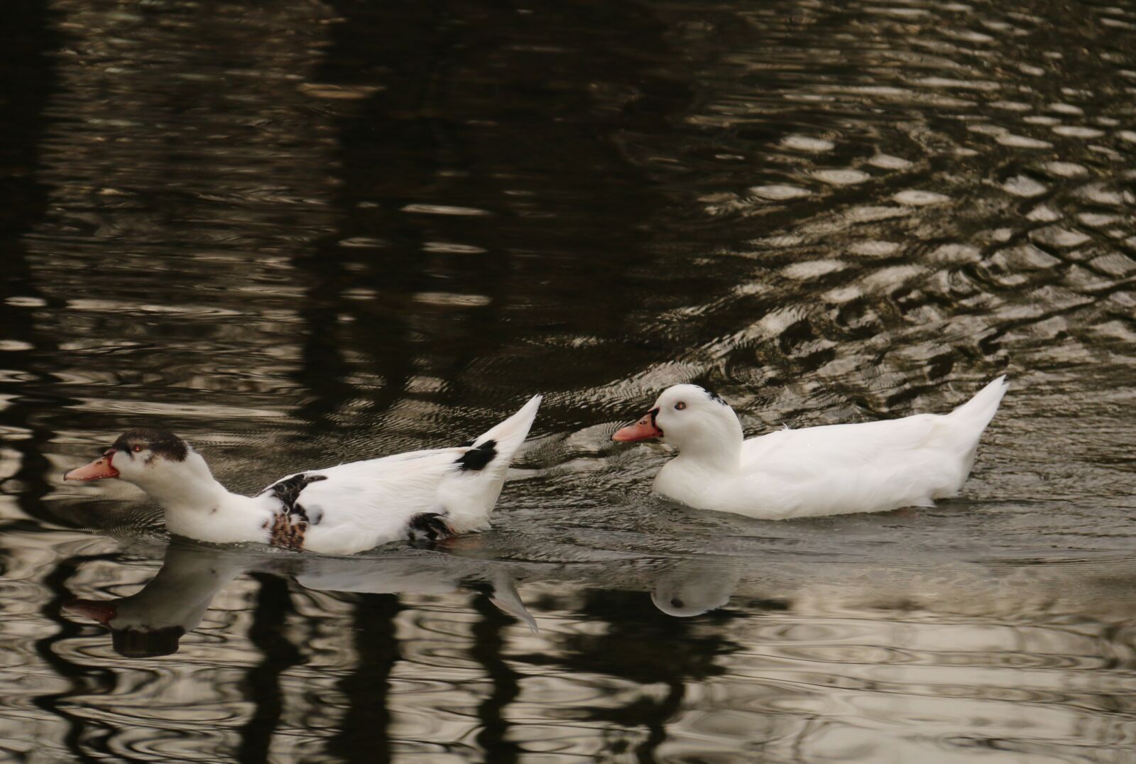 Canon EF-S 18-200mm F3.5-5.6 IS sample photo. Autumn, forest, pond photography