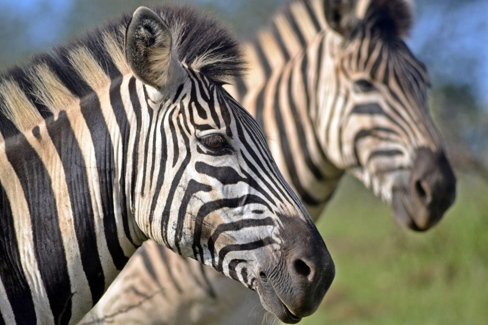 Nikon D3100 sample photo. South african wildlife, umfolozi photography