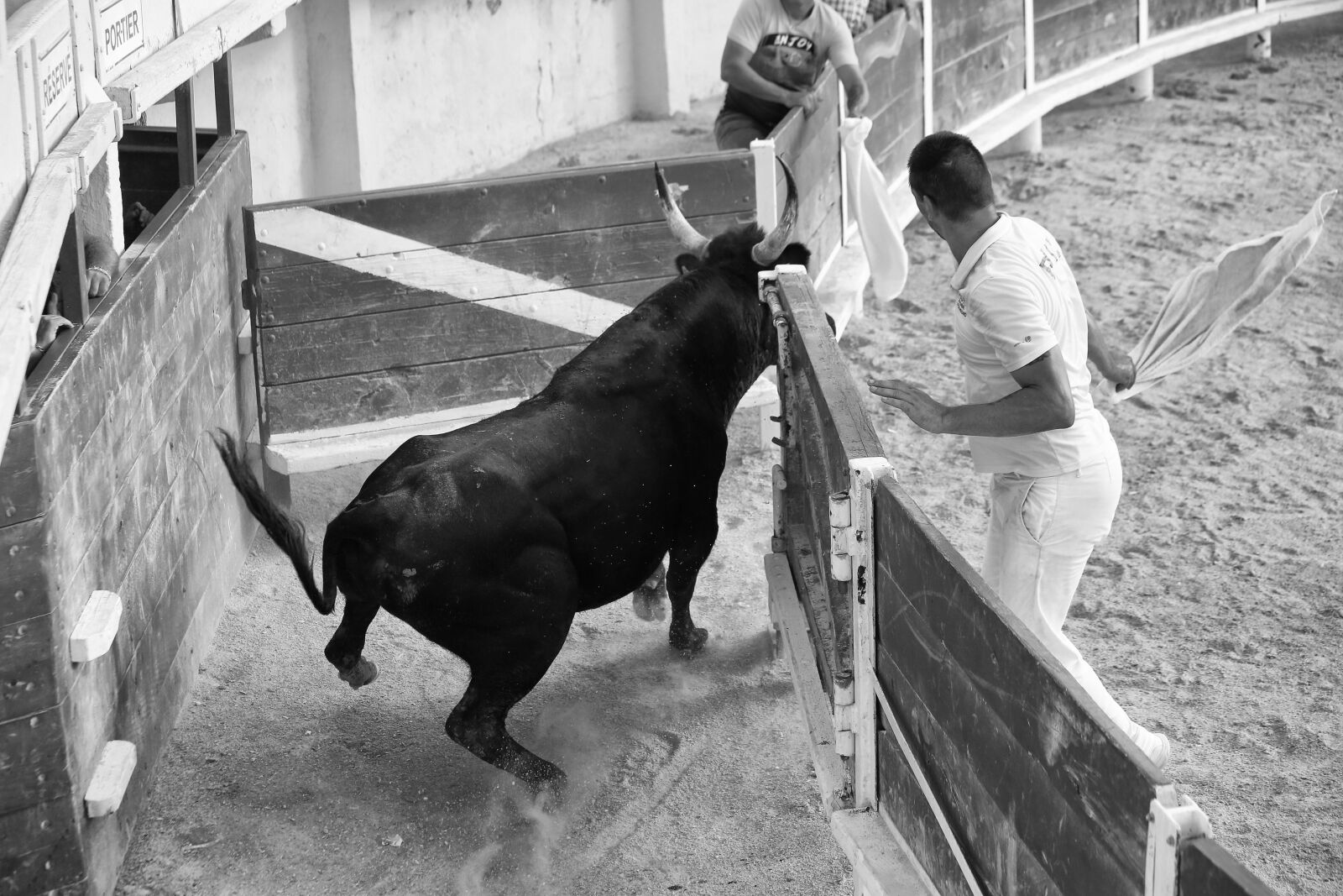 Canon EF 70-300mm F4-5.6 IS USM sample photo. Bull, shoe, bovine photography