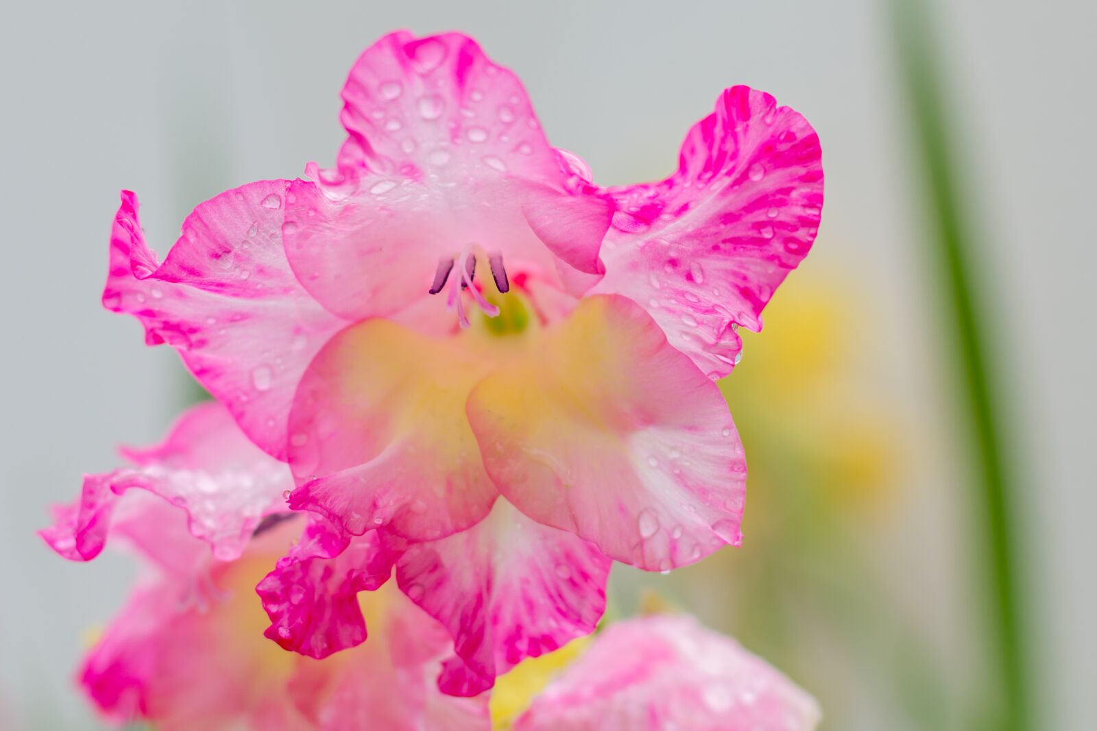 Canon EOS 70D + Canon EF 50mm F1.4 USM sample photo. Blossom, bloom, flower photography
