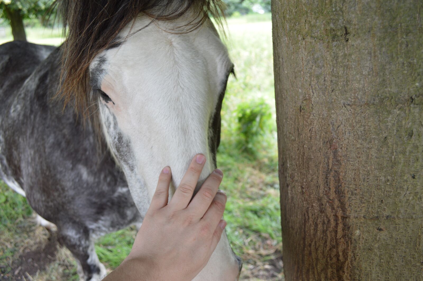 Nikon D3200 sample photo. Horse, caring, love photography