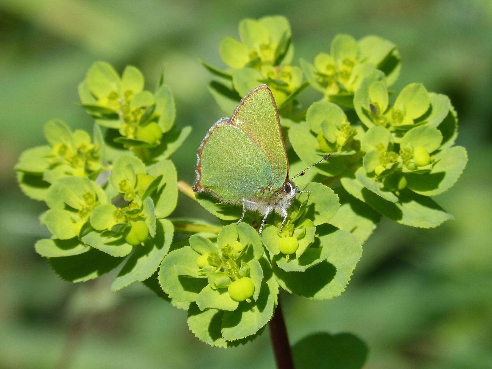 Panasonic DMC-FZ62 sample photo. Cejialba, callophrys rubi, butterfly photography