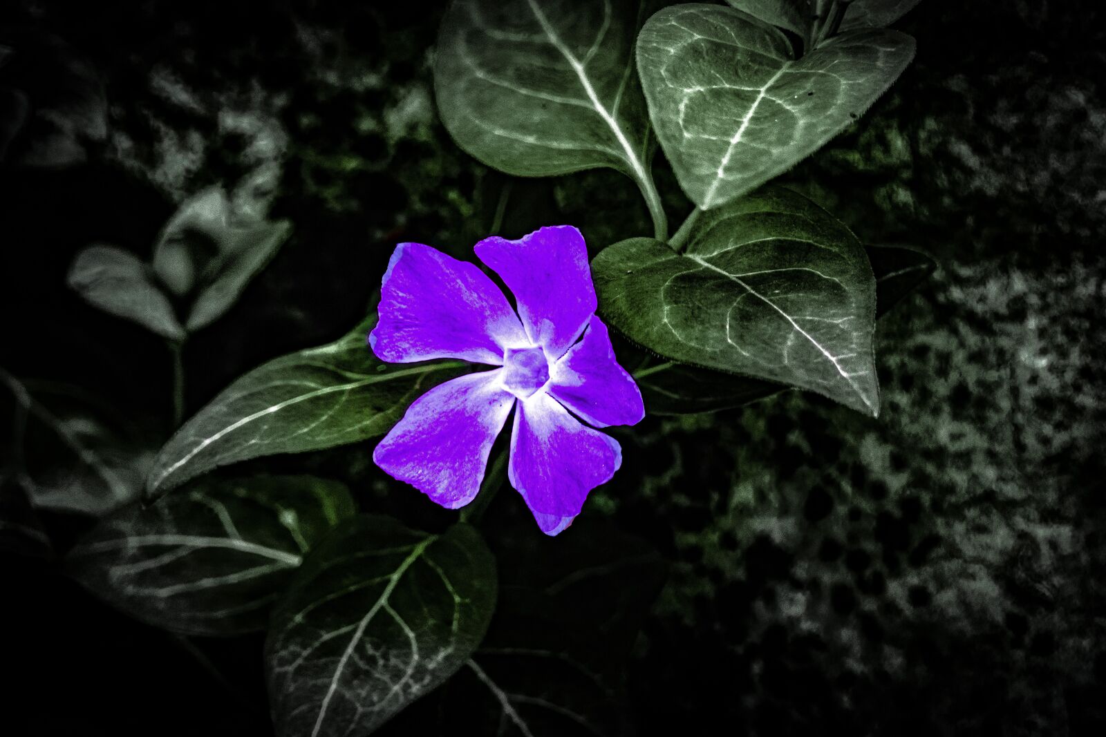 Nikon D5600 sample photo. Flowers, artist, artistic photography