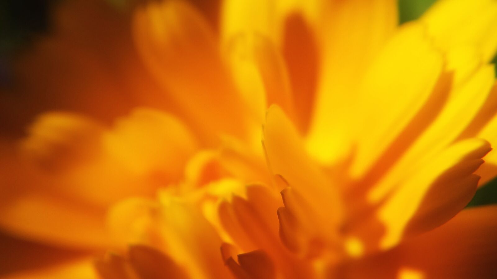 Samsung Galaxy S4 sample photo. Flower, orange, flower, yellow photography