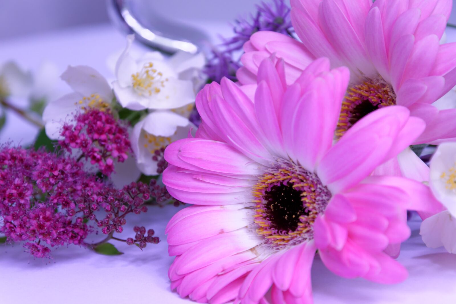 Nikon D5300 sample photo. Flower, gerbera, jasmin photography