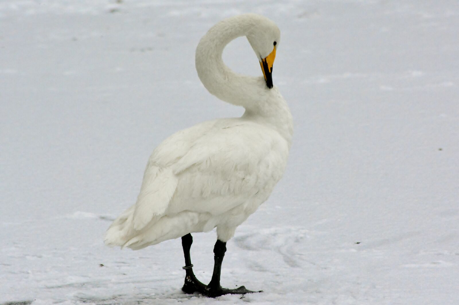 Nikon D5200 sample photo. Animal world, whooper swan photography