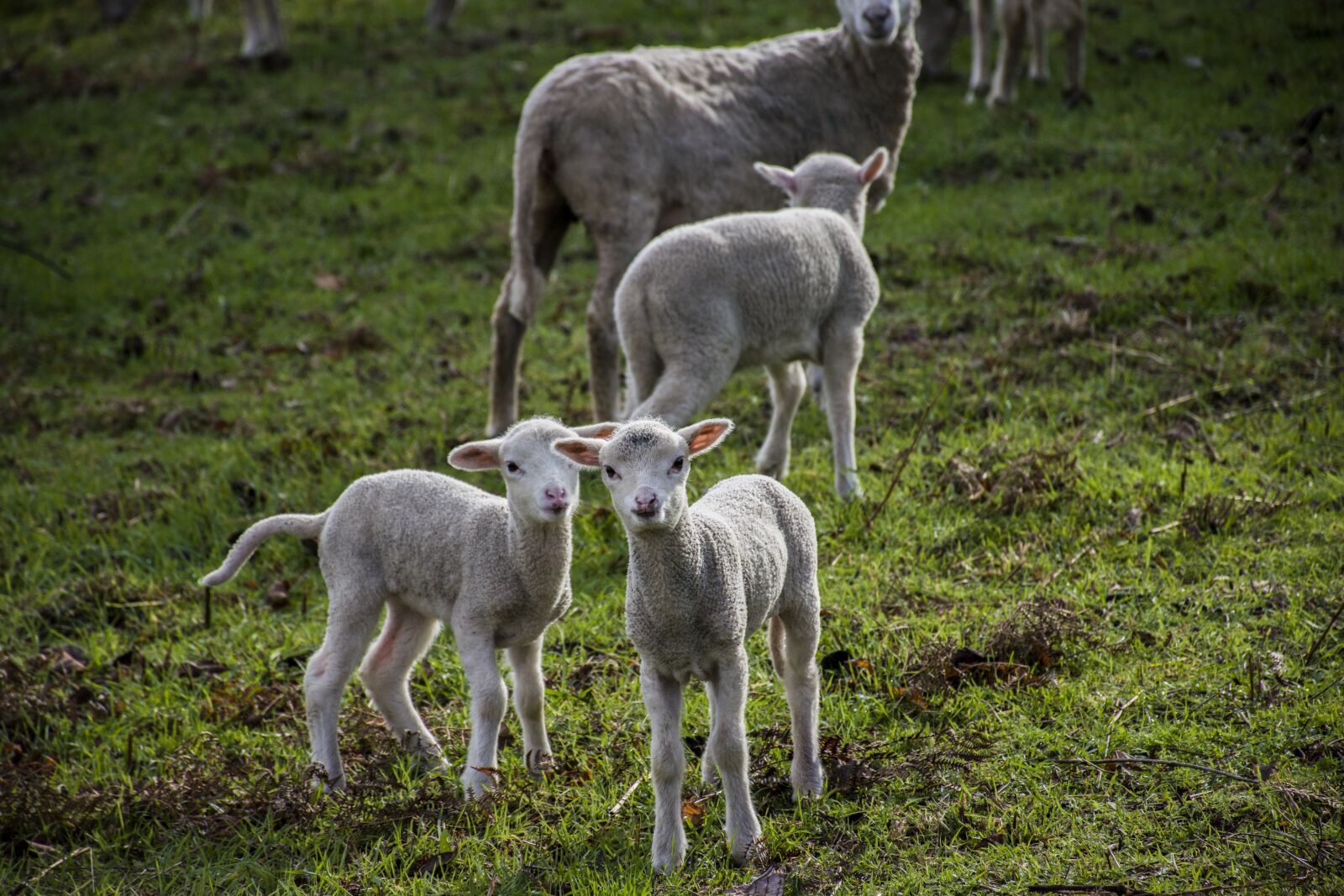 Nikon D5600 sample photo. Nature, mammals, rural area photography