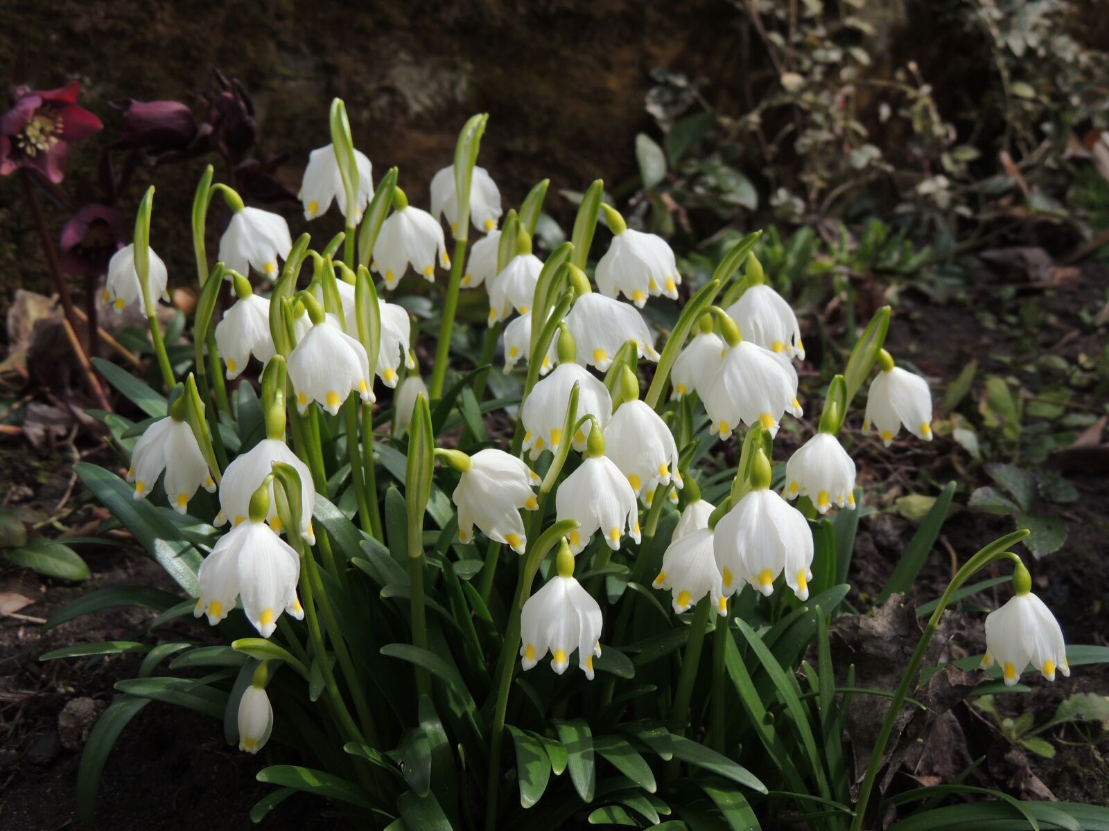 Nikon Coolpix P510 sample photo. Campanulate, white, spring photography