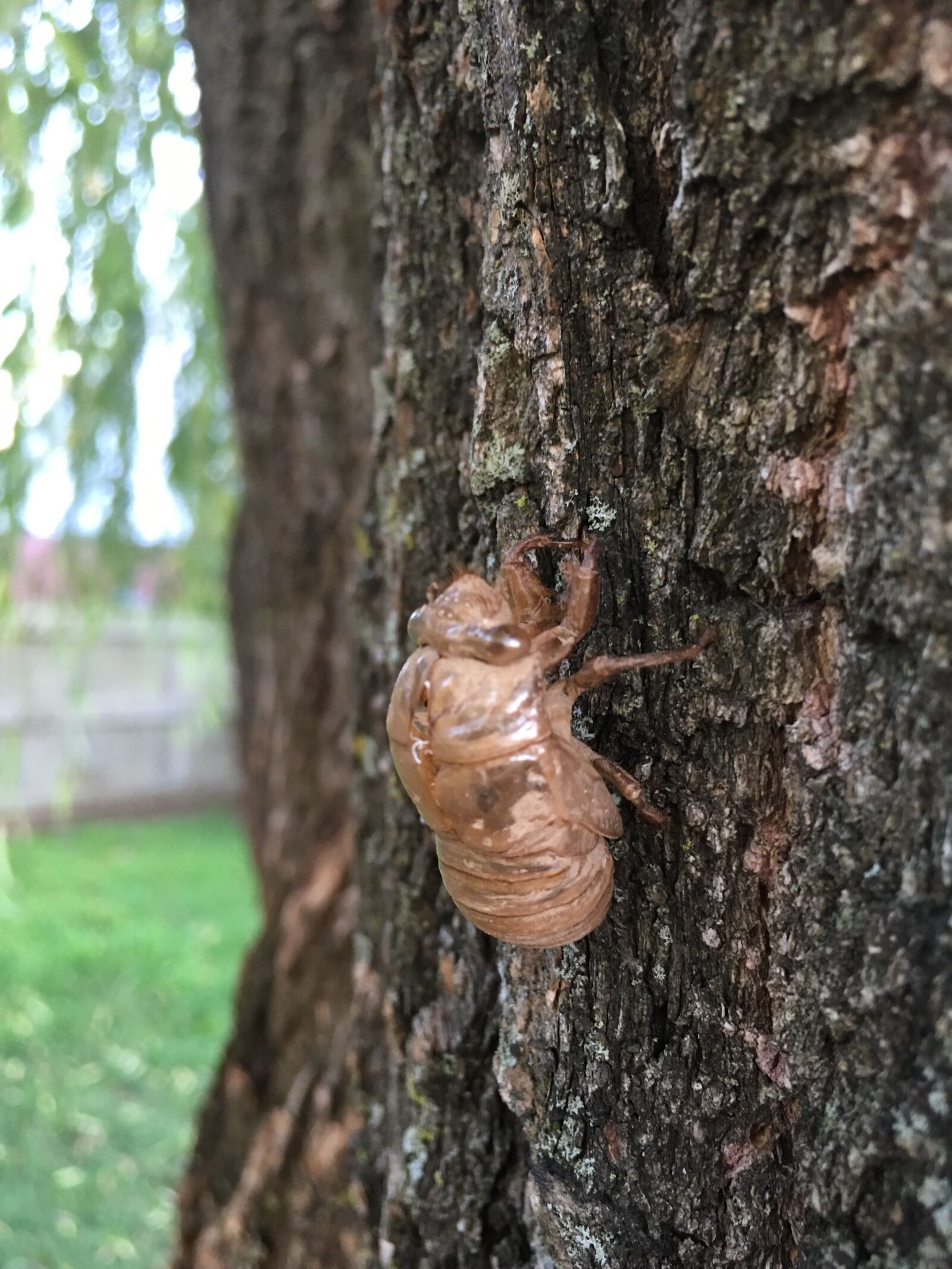 Apple iPhone 6s sample photo. Cicada, willow, insect photography