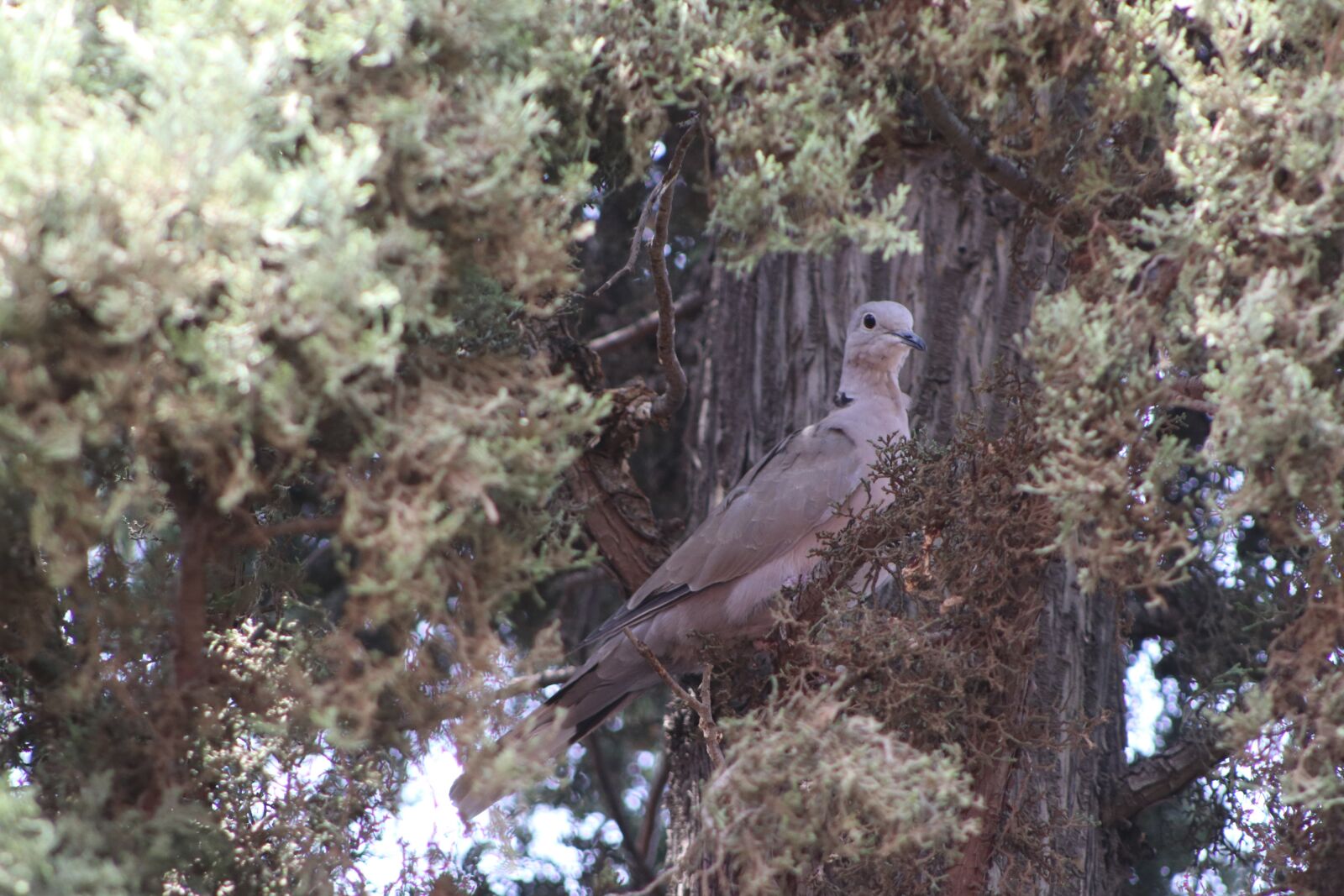 Canon EOS 80D + Canon EF-S 18-135mm F3.5-5.6 IS USM sample photo. Bird, micro, fly photography