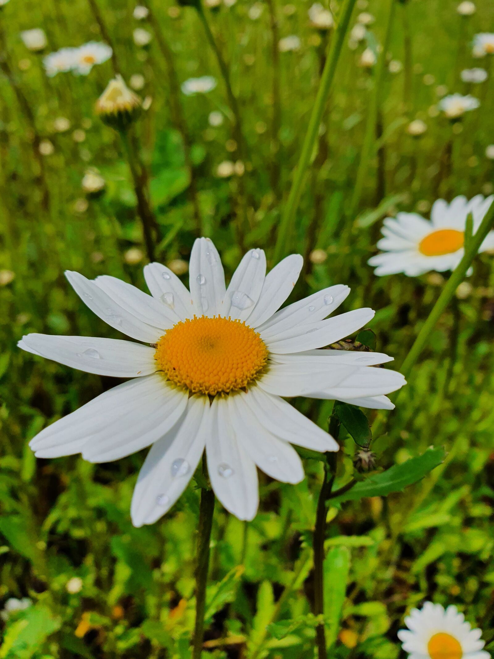 Samsung Galaxy S10 sample photo. Daisy, chamomile, field photography