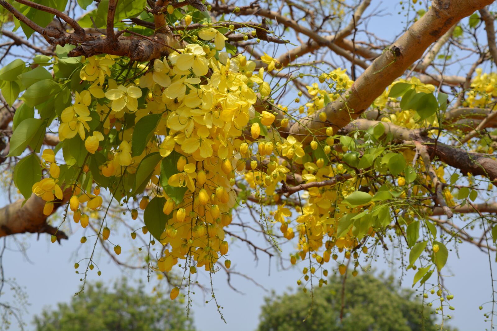Nikon D5200 sample photo. Tree, branch, nature photography