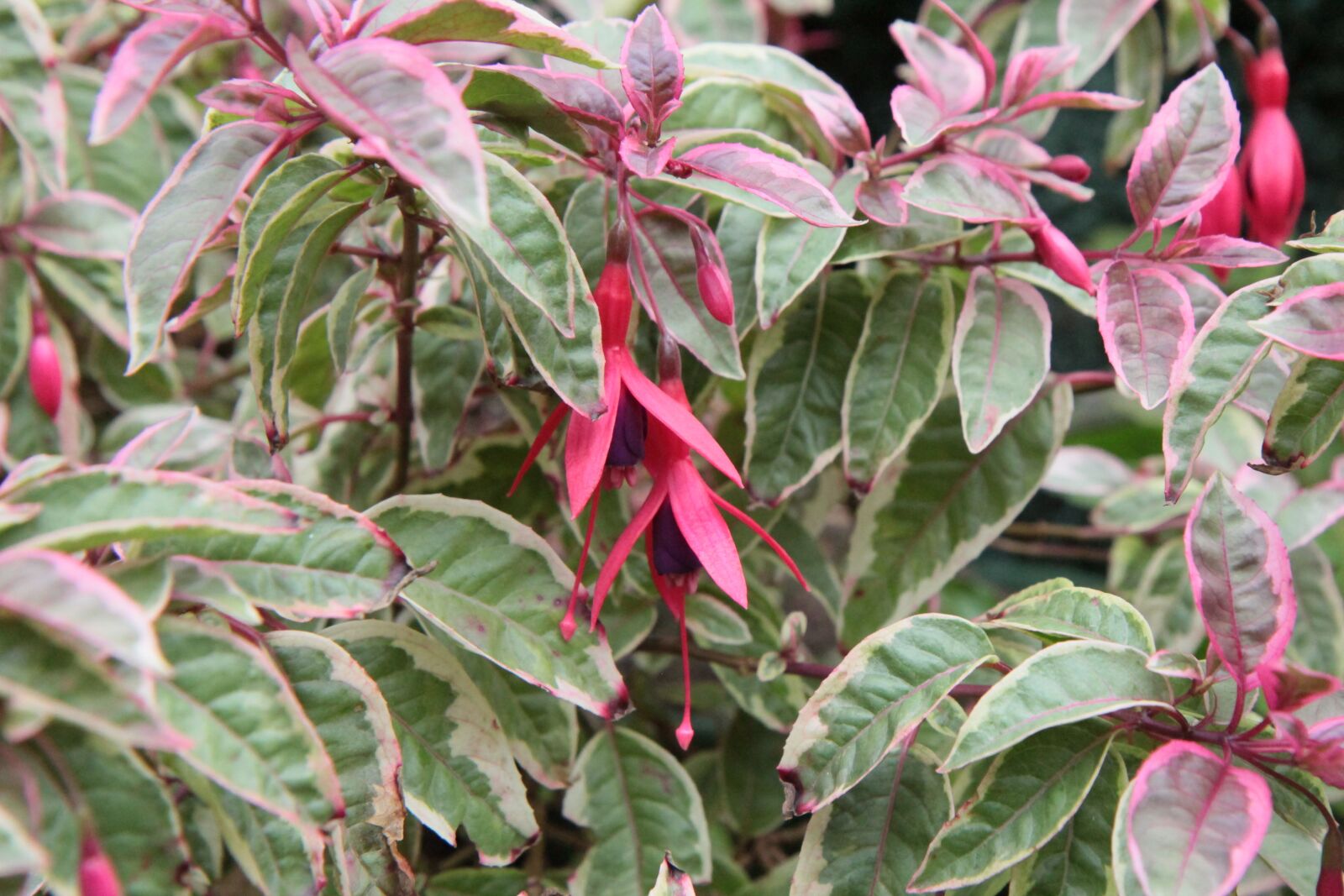 Canon EOS 600D (Rebel EOS T3i / EOS Kiss X5) sample photo. Fushia, fuchsia variegated, fushia photography