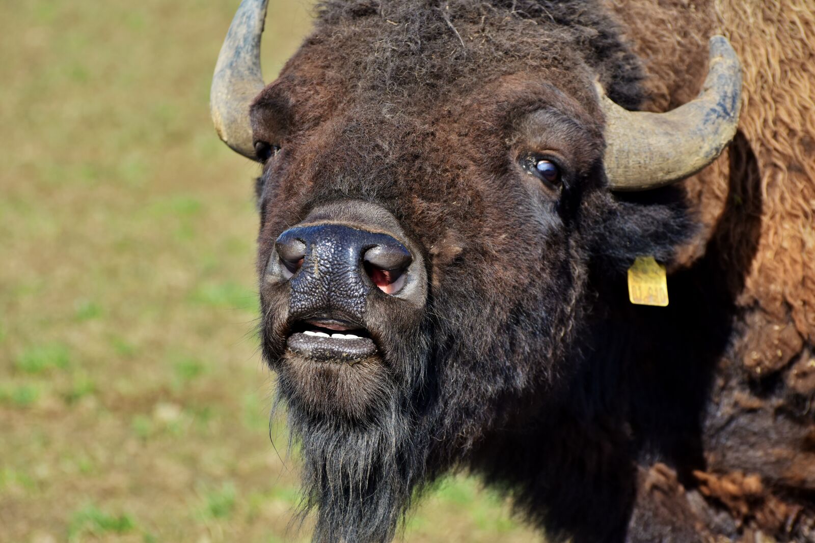 Nikon D7200 sample photo. Bison, buffalo, horns photography