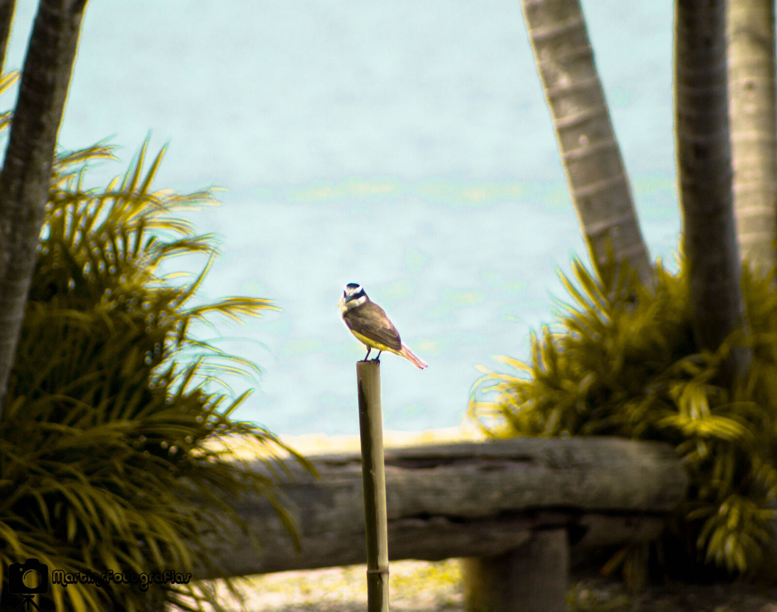 Canon EF 75-300mm f/4-5.6 sample photo