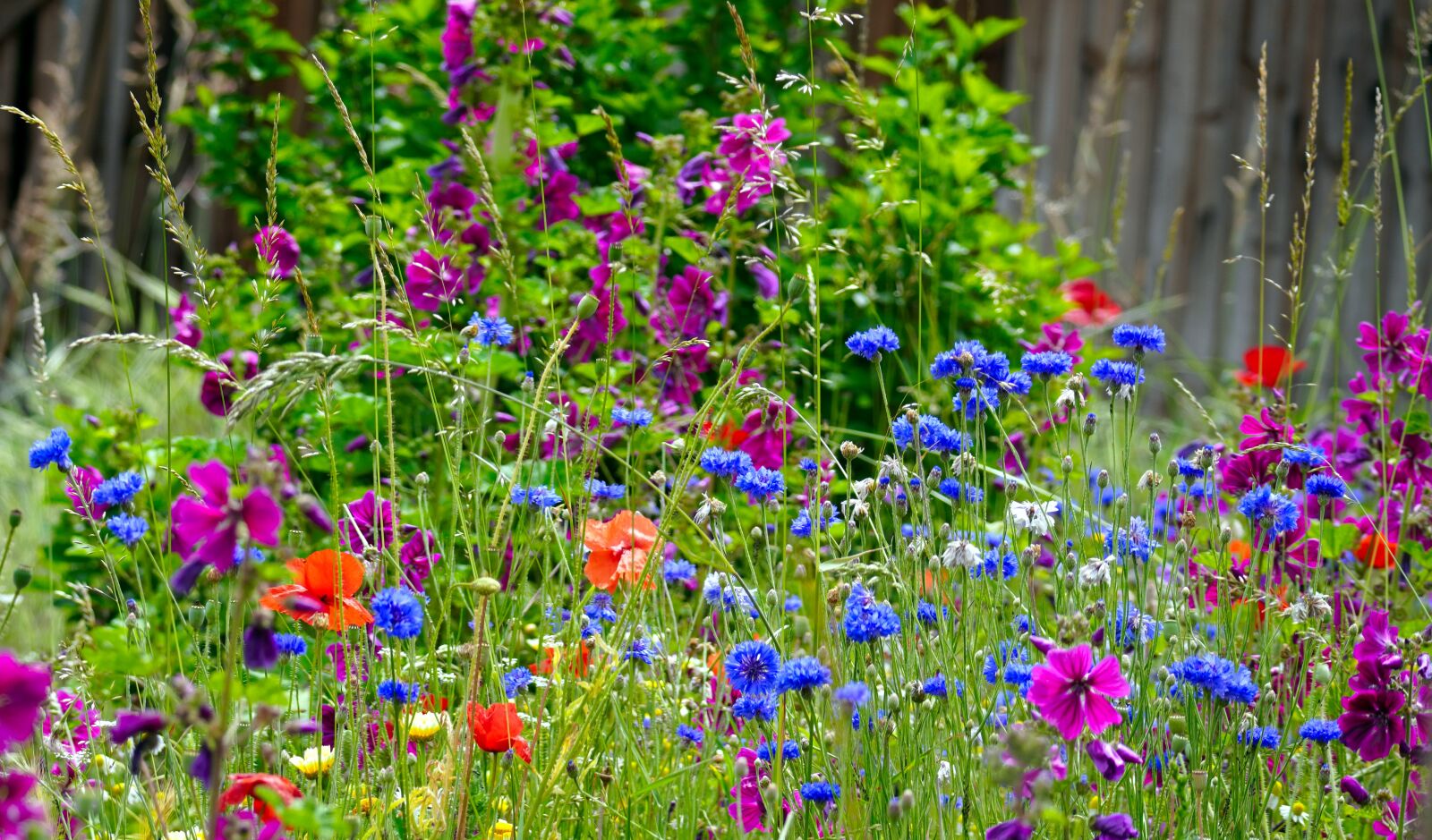 Sony E 70-350mm F4.5-6.3 G OSS sample photo. Flower meadow, flowers, meadow photography