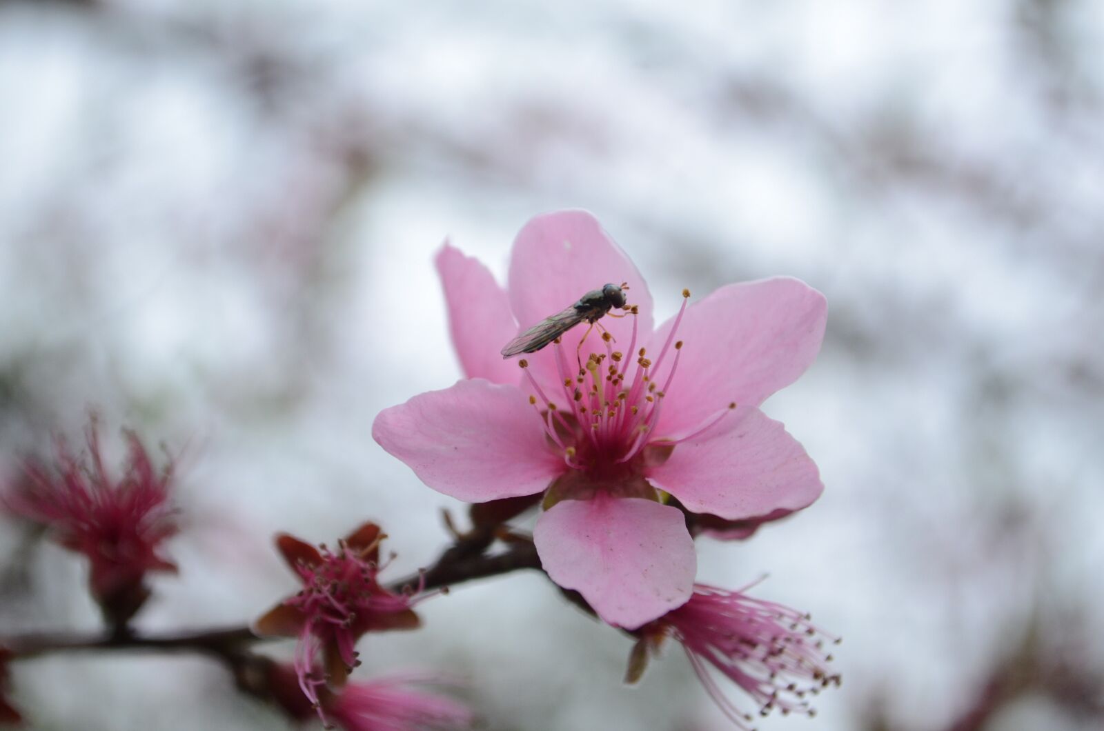 Nikon D5100 sample photo. Peach blossom, insect, spring photography
