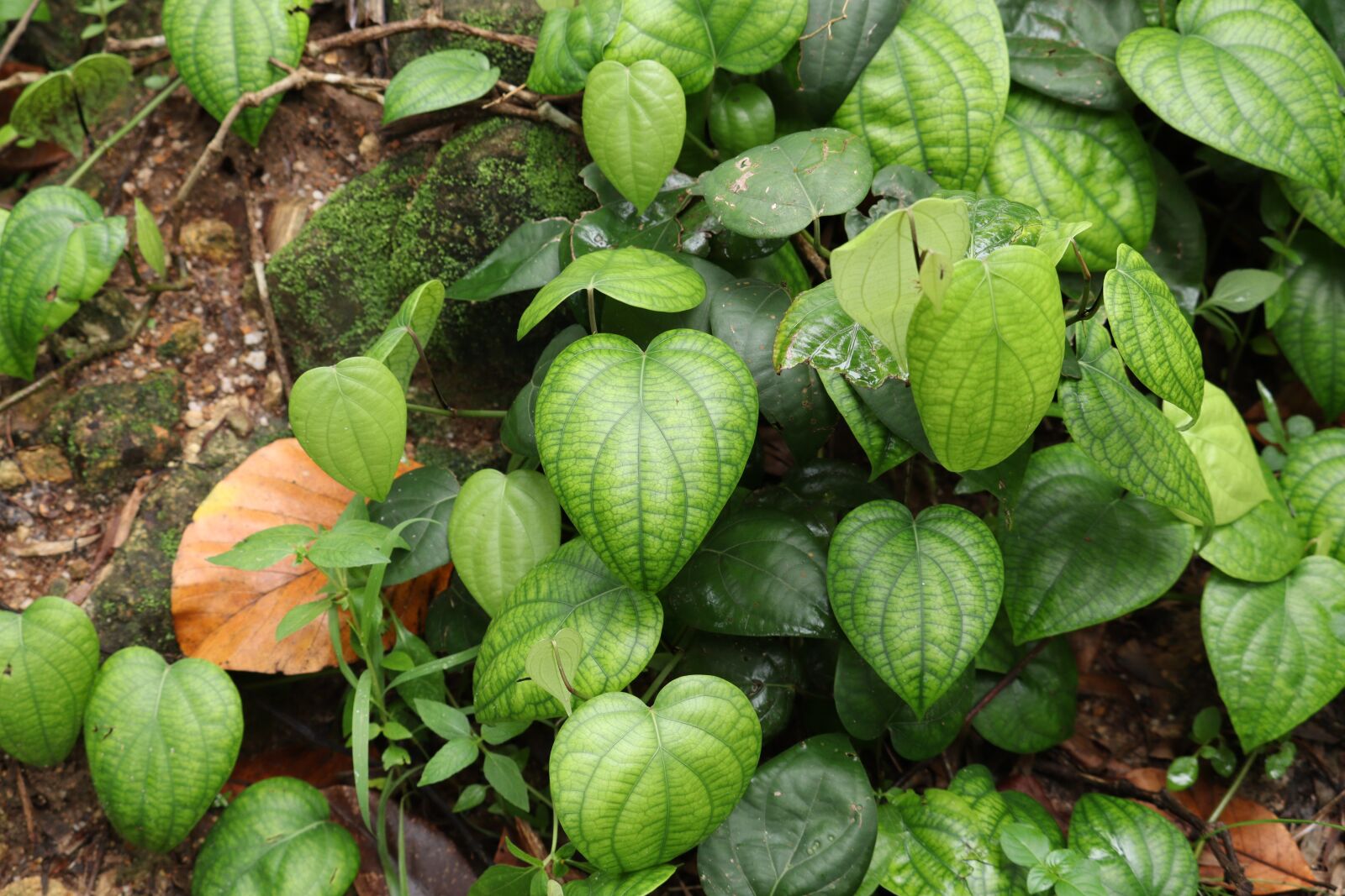 Canon EOS 250D (EOS Rebel SL3 / EOS Kiss X10 / EOS 200D II) sample photo. Leaf, nature, green photography