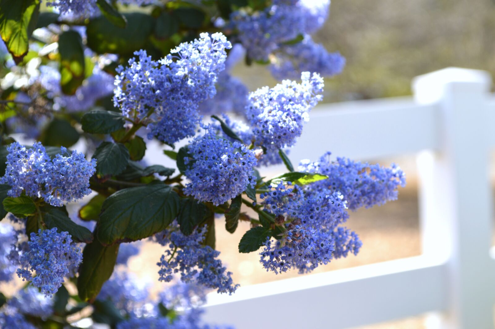 Nikon D3200 sample photo. Flowers, nature, purple photography