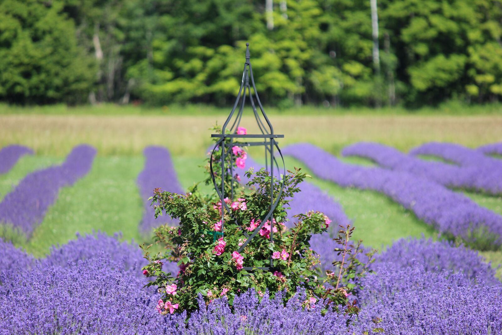 Canon EOS 600D (Rebel EOS T3i / EOS Kiss X5) sample photo. Flower, lilac, purple photography