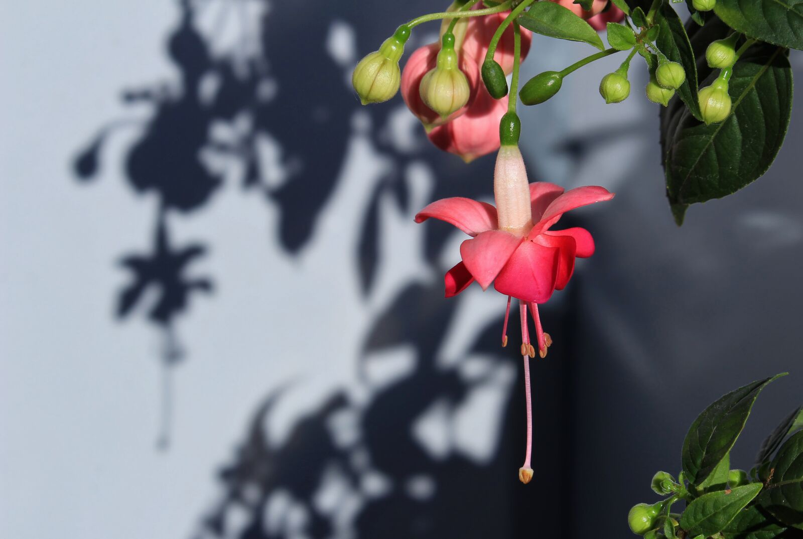 Canon EOS 1300D (EOS Rebel T6 / EOS Kiss X80) sample photo. Fuchsia, flower, blossom photography